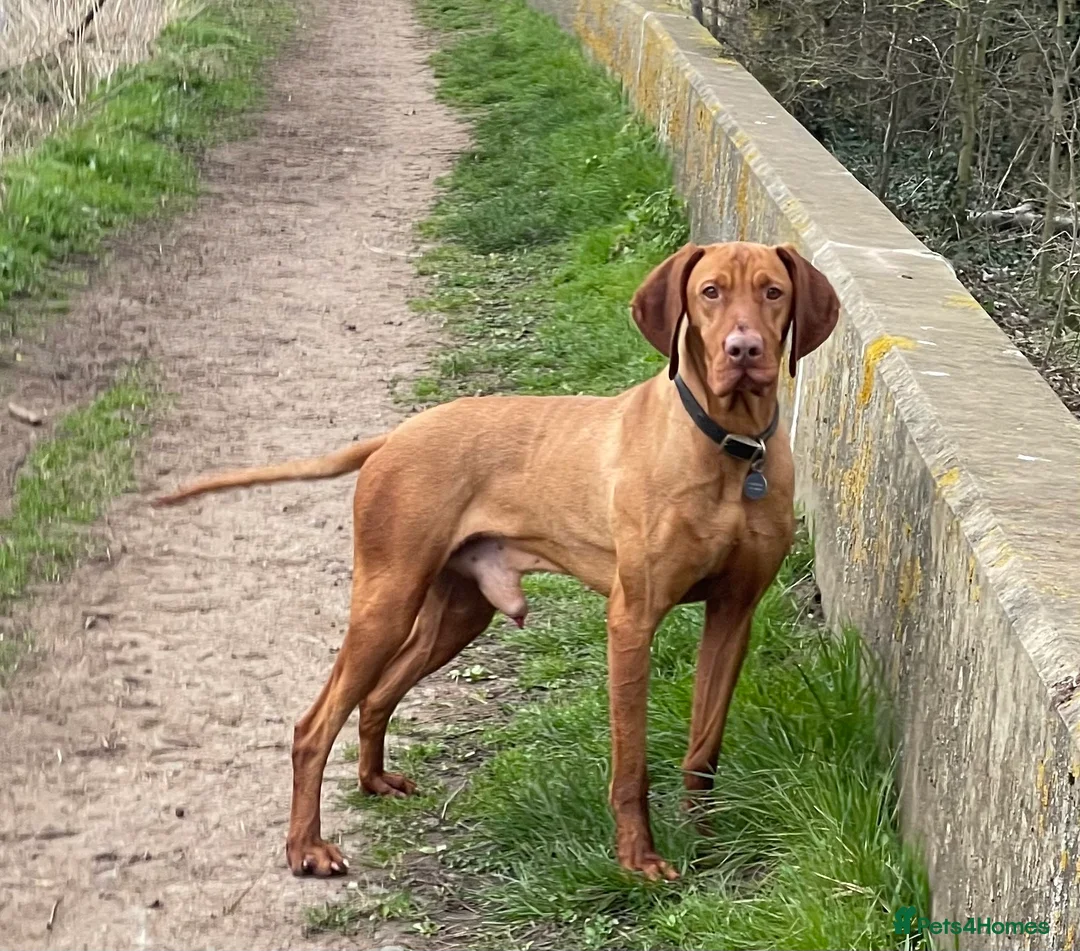Hungarian Vizsla dogs for stud: The famous HJ Champion  Johnnie Walker at stud in Loughborough - Advert 4