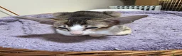 Oriental cats for sale: Pedigree GCCF Oriental Kittens  - Advert 10
