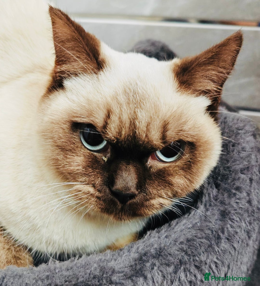 British Shorthair cats for sale: Female Lilac And Chocolate Point British Shorthair - Advert 3