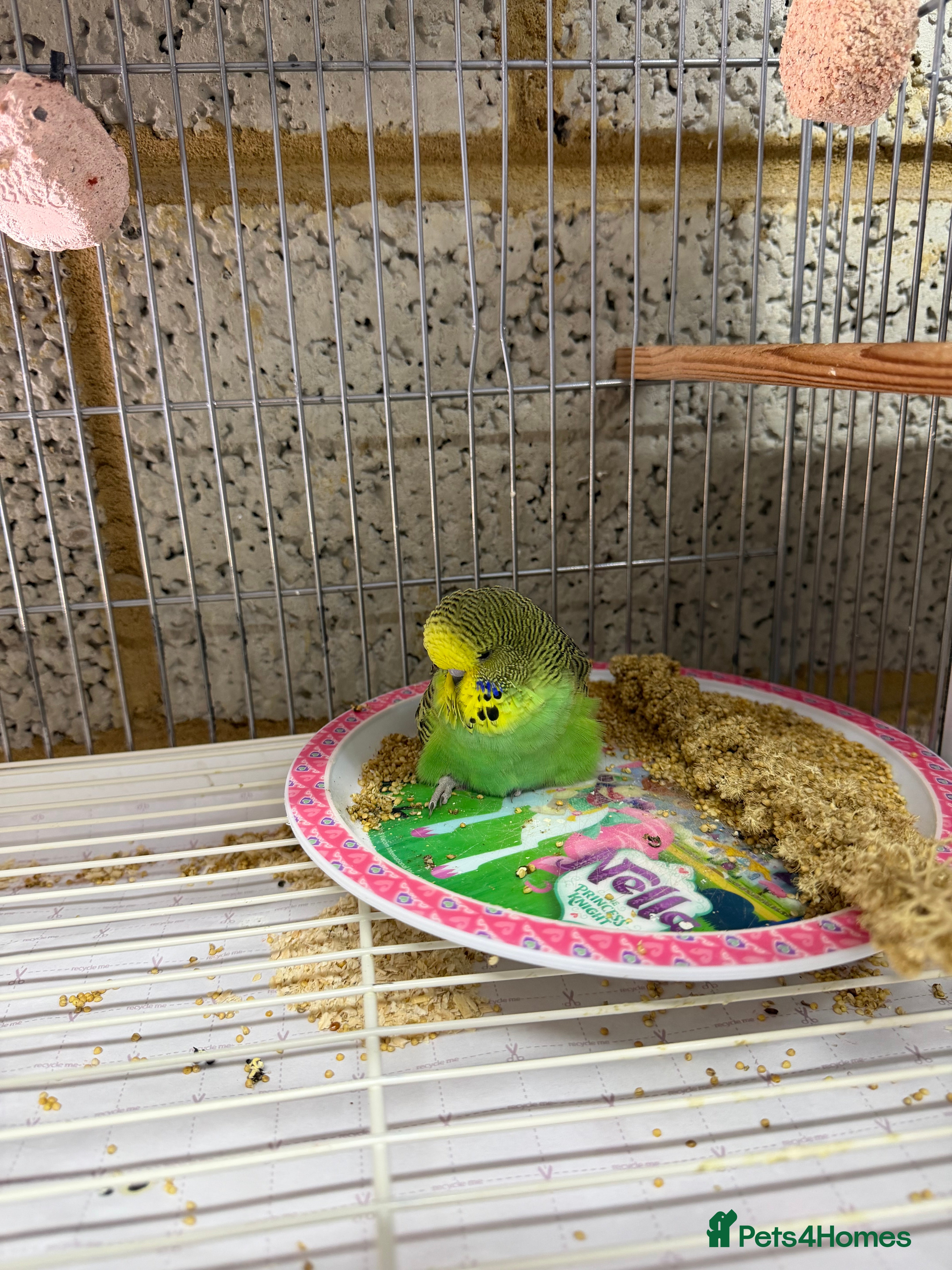 Budgerigars birds Budgies For Sale - Advert 11