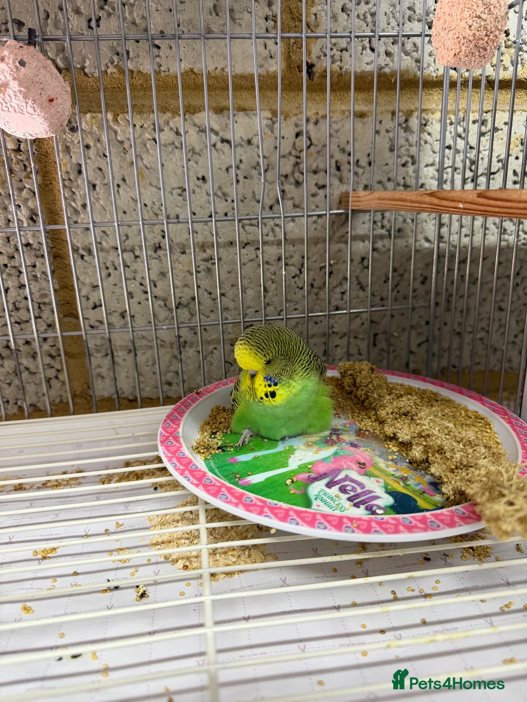Budgerigars birds for sale: Budgies For Sale in Waltham Cross - Advert 5