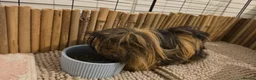 Guinea Pig rodents for sale: Guinea Pigs Looking for new home - Advert 5