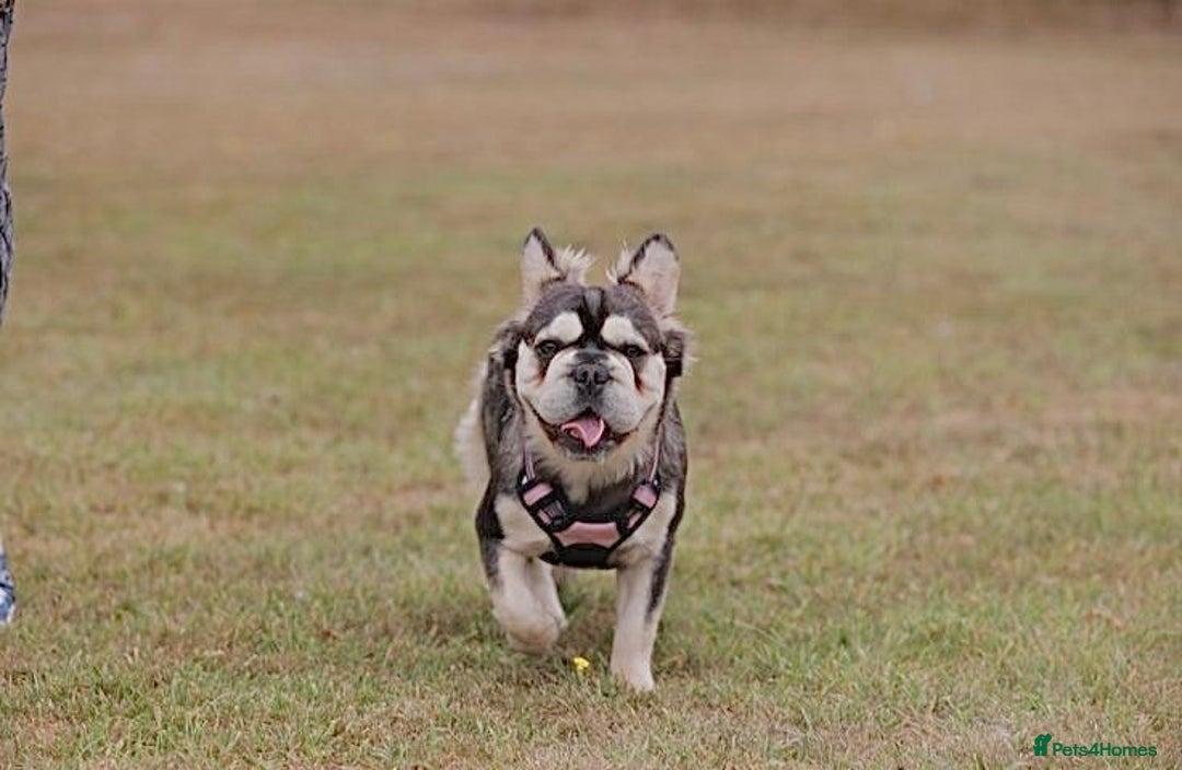 French Bulldog dogs for sale: High DNA French bulldog Male & Females  - Image 16