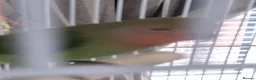 Lovebirds birds for sale: 5 baby lovebirds for sale - Advert 7