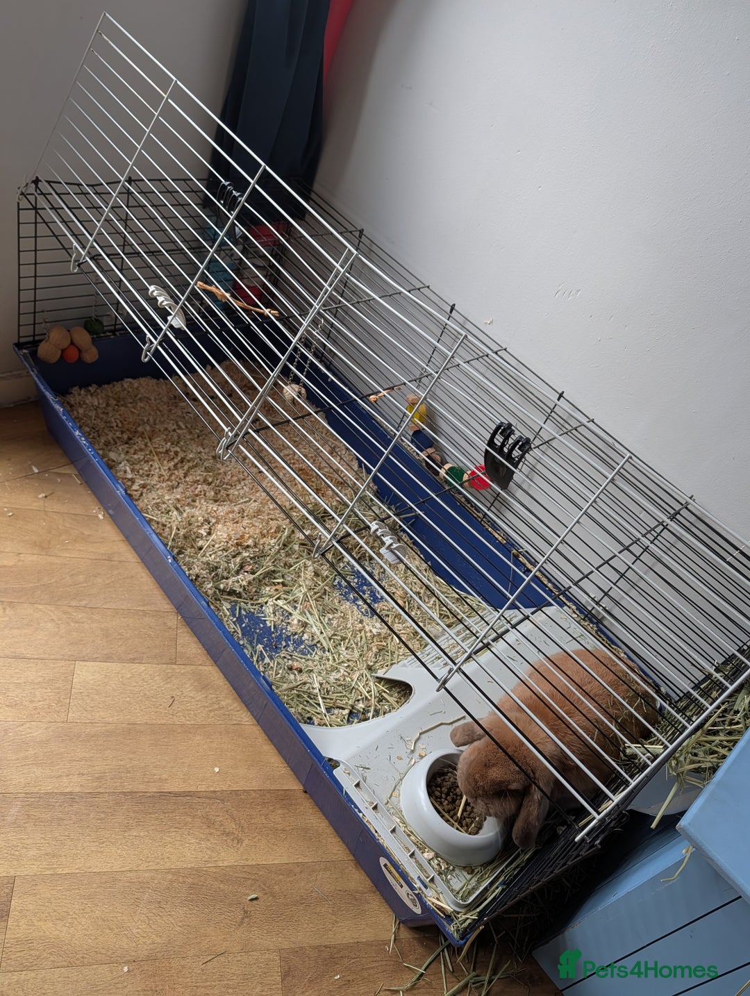 Mini Lop rabbits for sale: Mini lop ear male rabbit - Advert 3