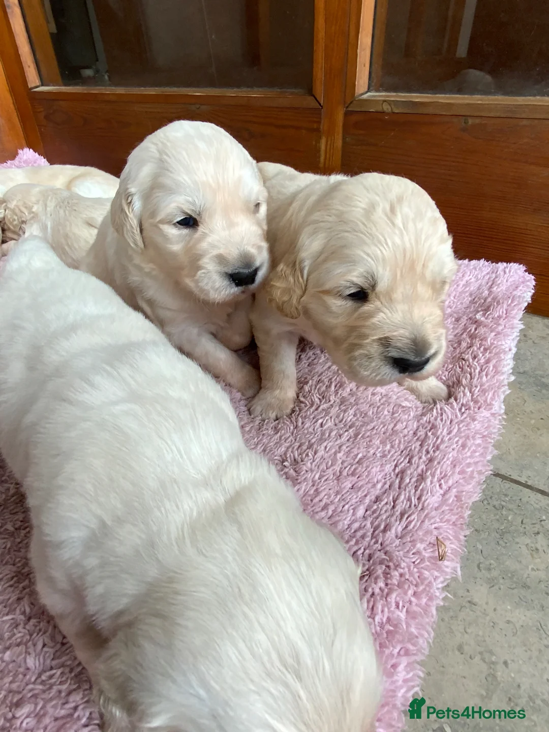 Golden Retriever dogs for sale: Gorgeous KC registered Golden Retreiver Puppies in Lancaster - Advert 6