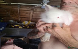 English rabbits for sale: Beutiful baby rabbits  - Image 10