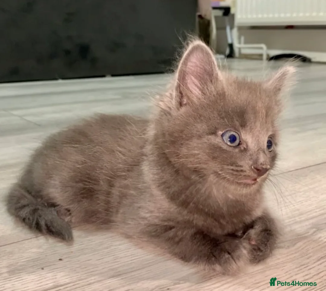 British Longhair cats for sale: Beautiful kitten - Advert 3