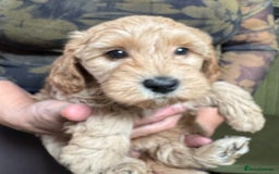 Schnoodle dogs for sale: Miniature Schoodle puppies - Image 11