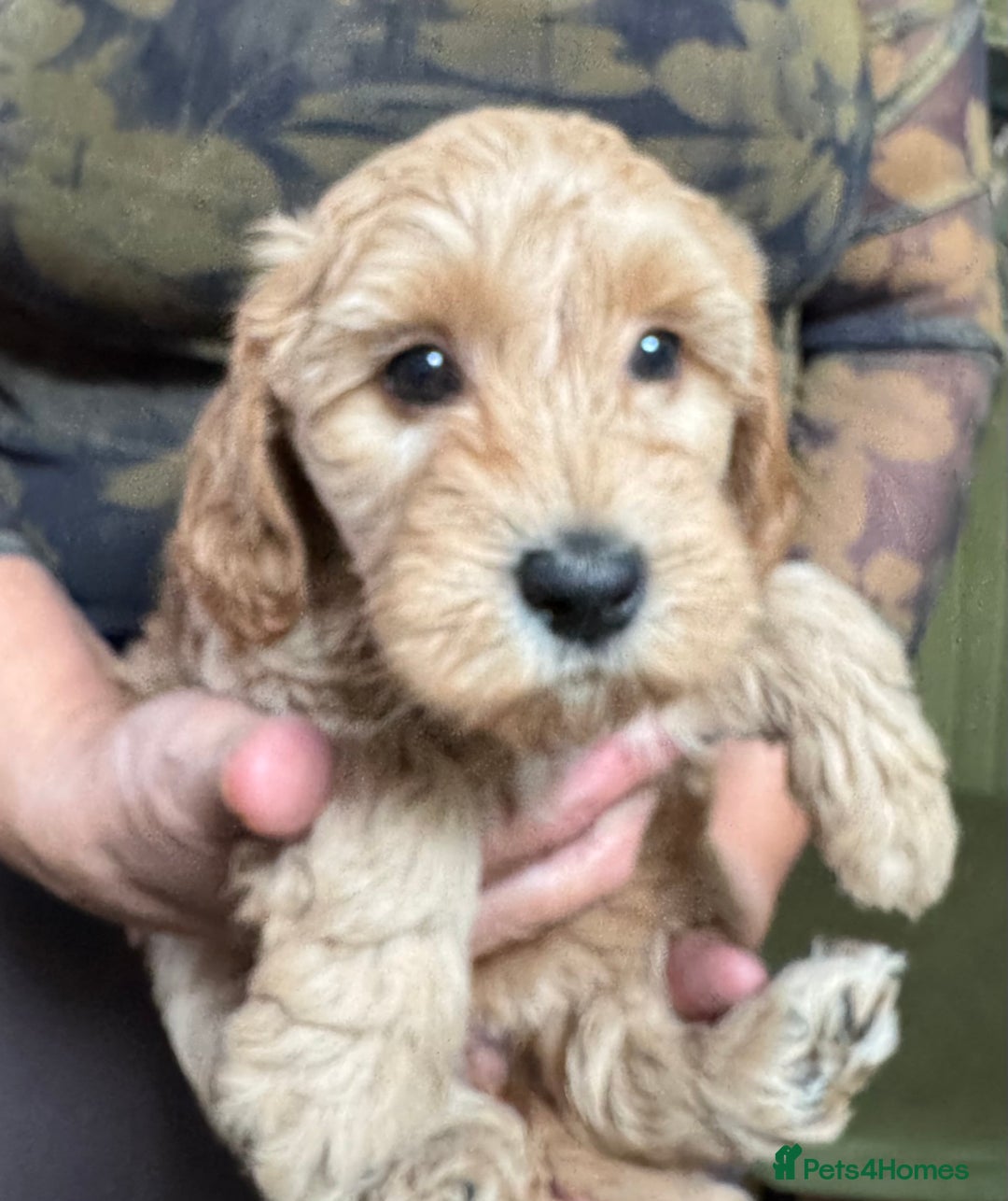 Schnoodle dogs for sale: Miniature Schoodle puppies - Image 11