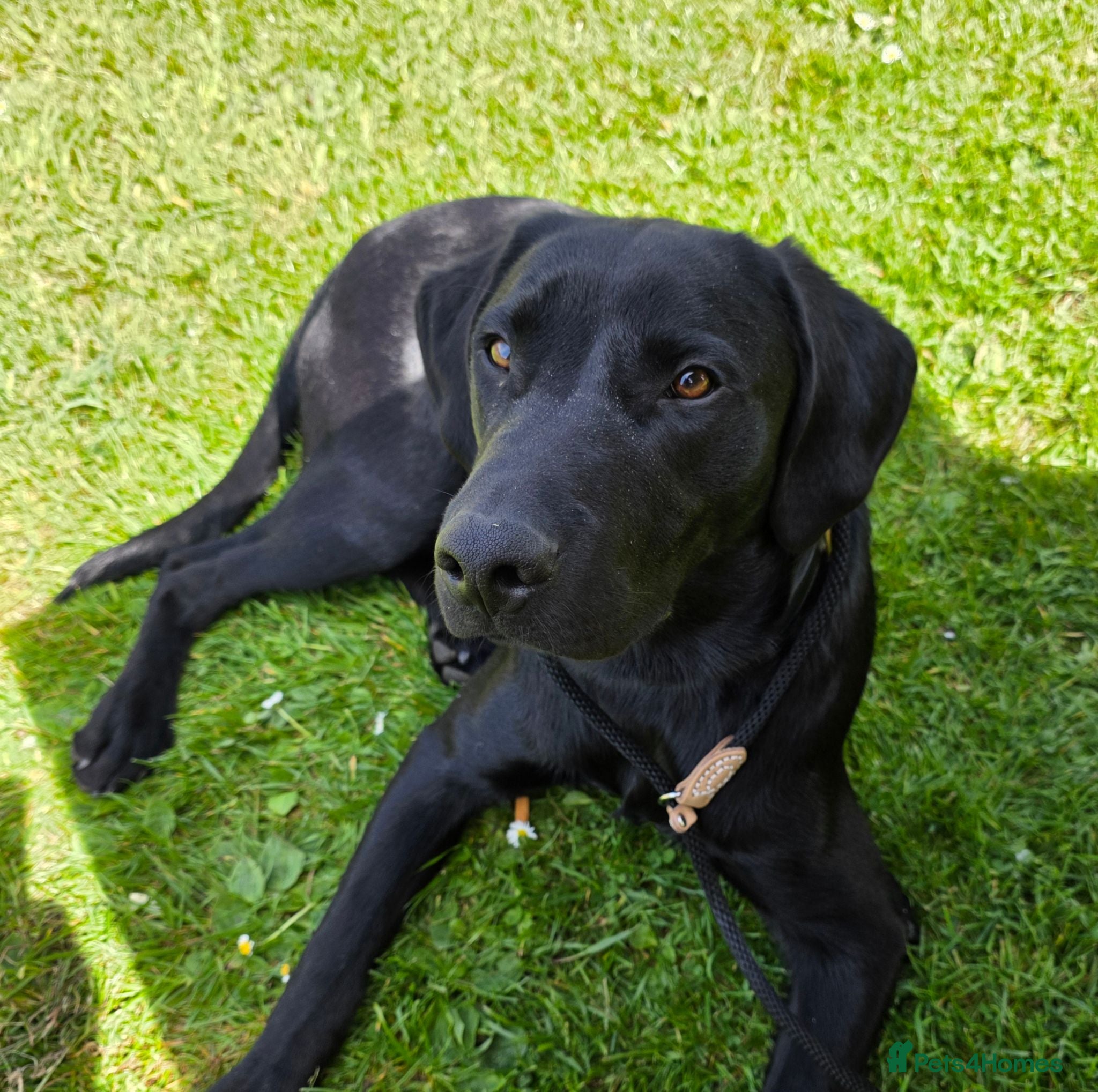 Labrador Retriever dogs Rocky The Most Handsome Black Lab. - Advert 3