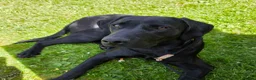 Labrador Retriever dogs for sale: Rocky The Most Handsome Black Lab. in Chippenham - Advert 1