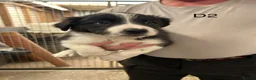 Border Collie dogs for sale: Registered pedigree collies in Swansea - Advert 3