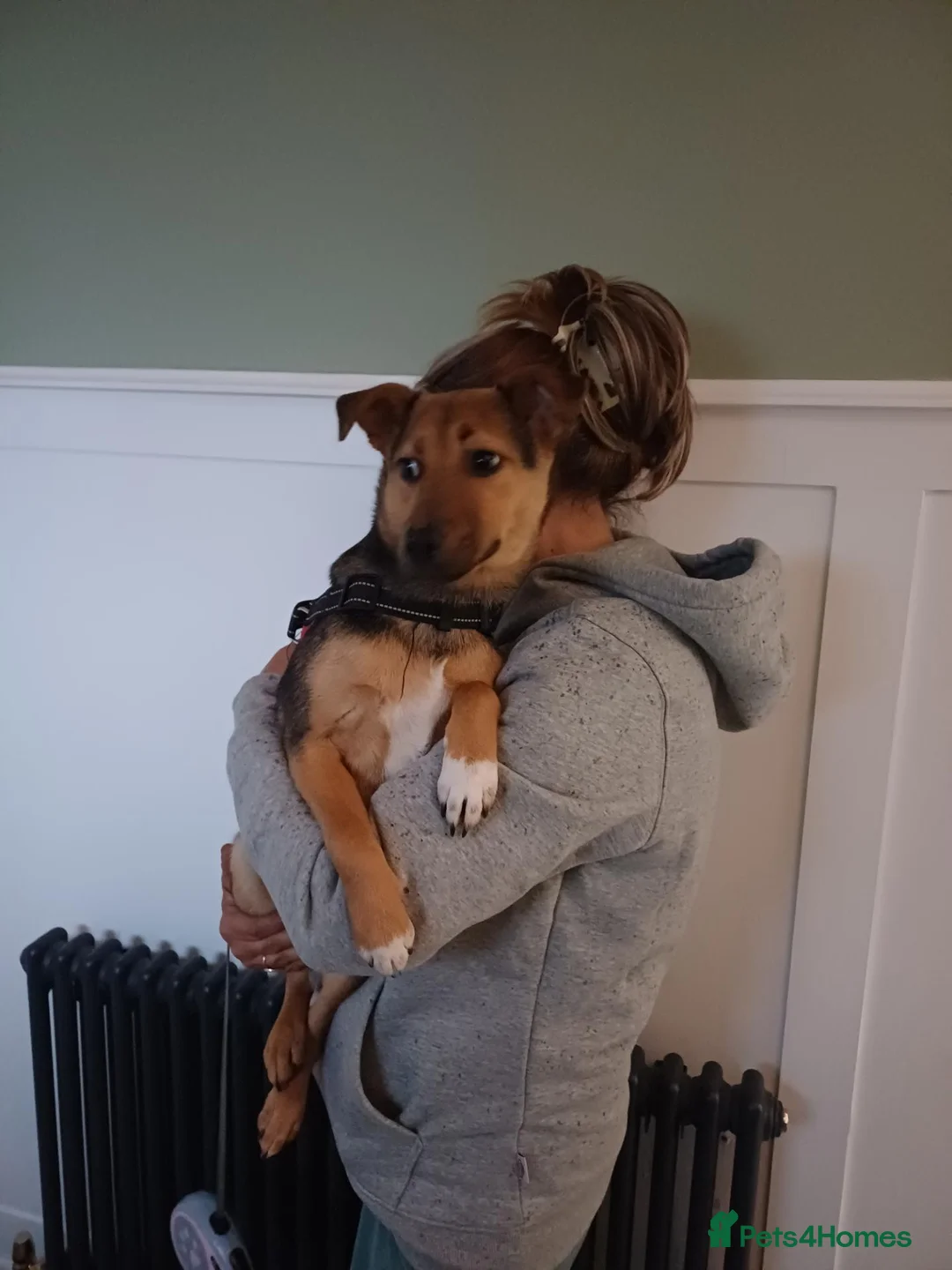 Mixed Breed dogs for adoption: 🐾🧡 ROCCO – A FRIENDLY BOY FULL OF CHARACTER 🧡🐾 - Advert 1