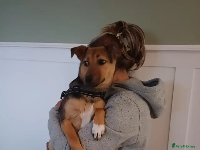 Mixed Breed dogs for adoption: 🐾🧡 ROCCO – A FRIENDLY BOY FULL OF CHARACTER 🧡🐾 - Advert 2