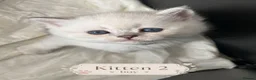 Scottish Fold cats for sale: BEAUTIFUL WHITE SCOTTISH FOLDS in Grays - Advert 3