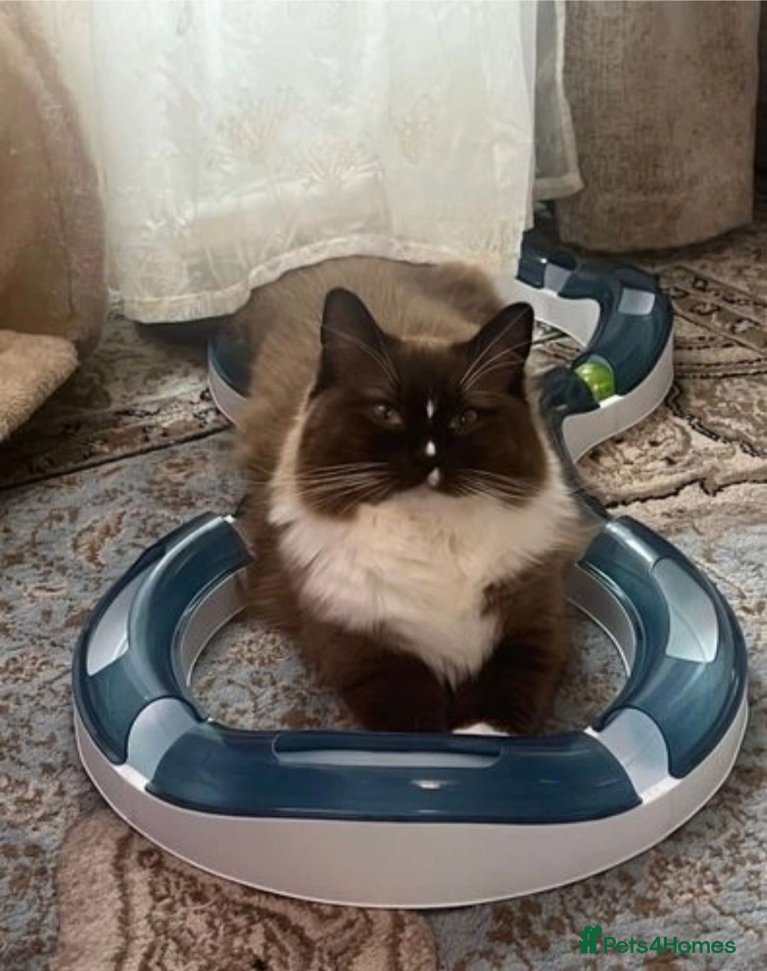 Ragdoll cats for sale: Unique patterned fluffy Ragdoll kittens - Image 30