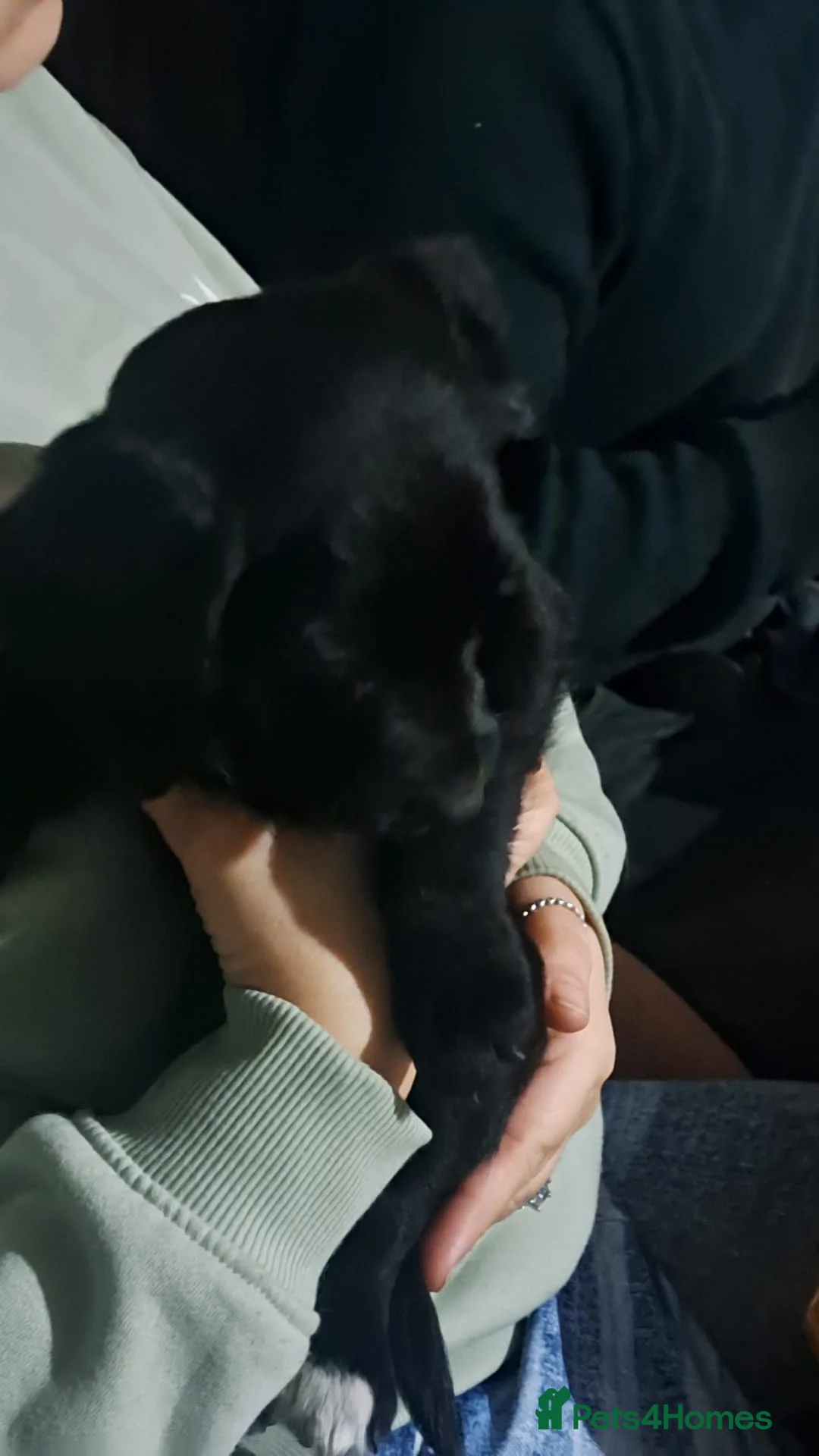 Springador dogs for sale: Springador bitch for sale  - Advert 3