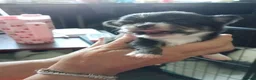 Chihuahua dogs for sale: Chihuahua puppies - Advert 22