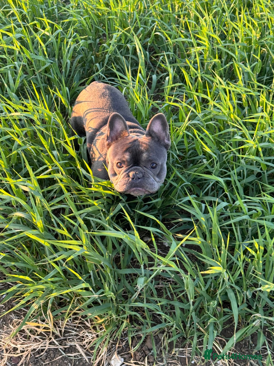 French Bulldog dogs for stud: Blue French Bulldog Male – Stud Service Only - Advert 3