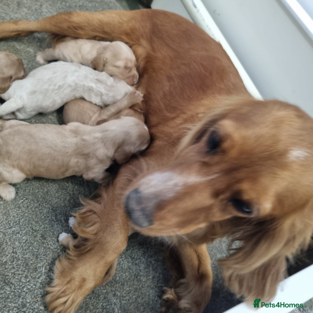 Cockapoo dogs for sale: Stunning cockapoos  - Image 5