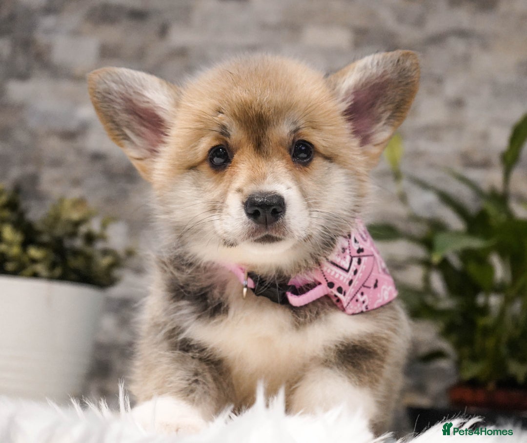 Welsh Corgi Pembroke dogs for sale: Welsh Corgi (Pembroke) - Advert 32