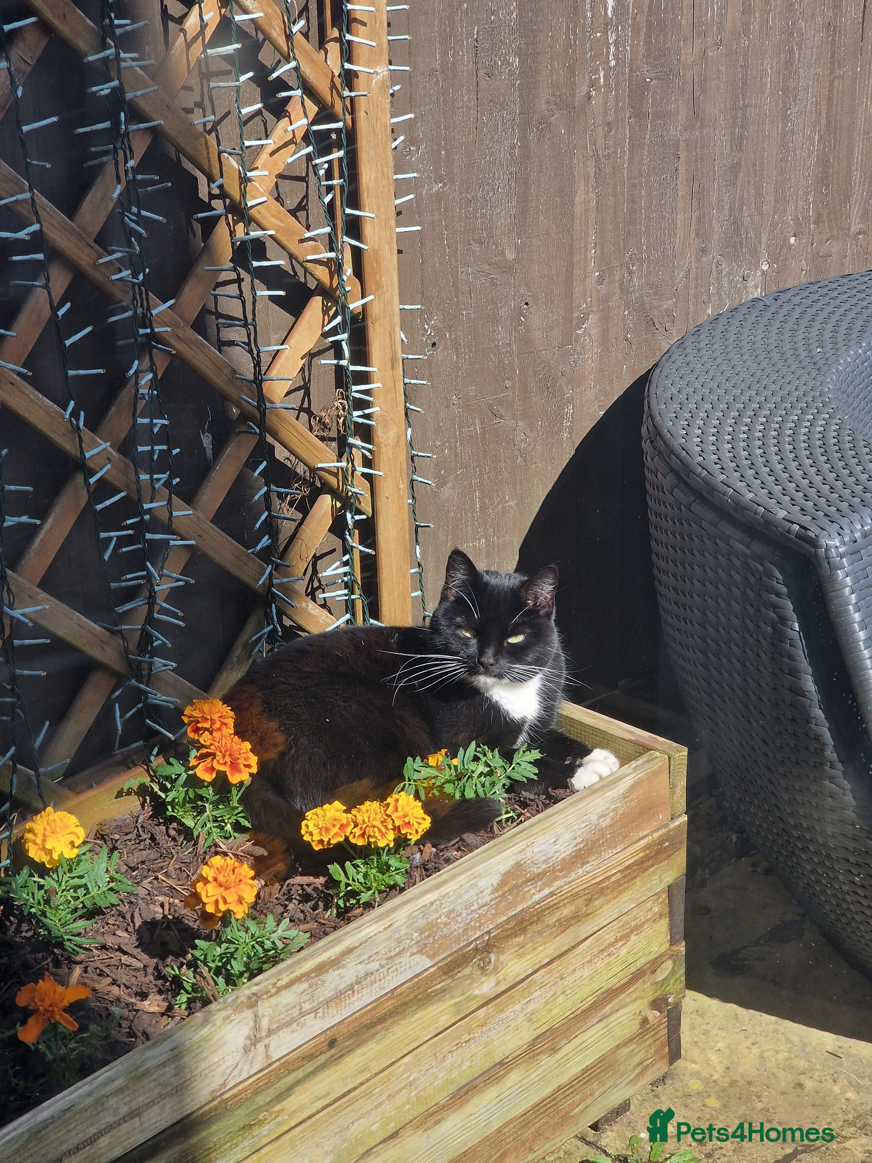 Mixed Breed cats Adult female cat looking for a loving home - Advert 1