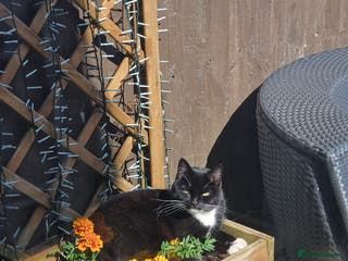 Mixed Breed cats Adult female cat looking for a loving home - Advert 1