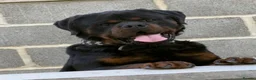 Rottweiler dogs for sale: Beautiful Chunky Rottweiler Puppies Now Here  - Advert 2