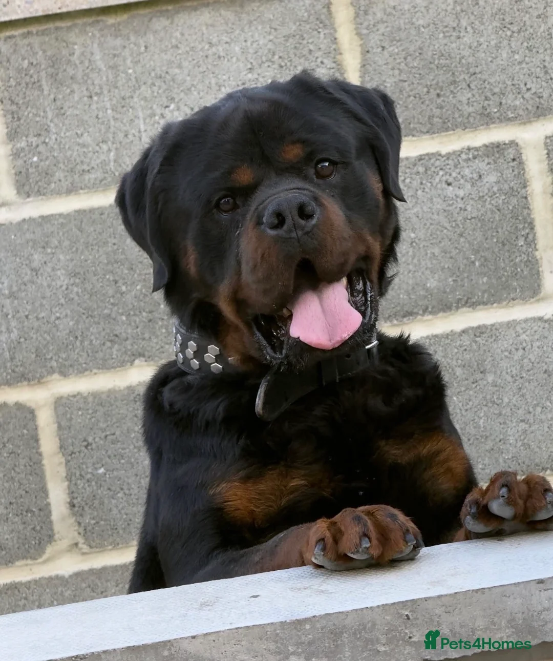 Rottweiler dogs for sale: Beautiful Chunky Rottweiler Puppies Now Here  - Advert 2