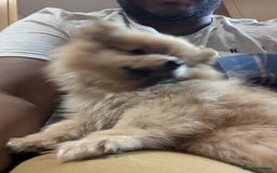 Pomeranian dogs for sale: 2 LEFT!! Purebred Cute fluffy Pomeranian Puppies! - Image 20
