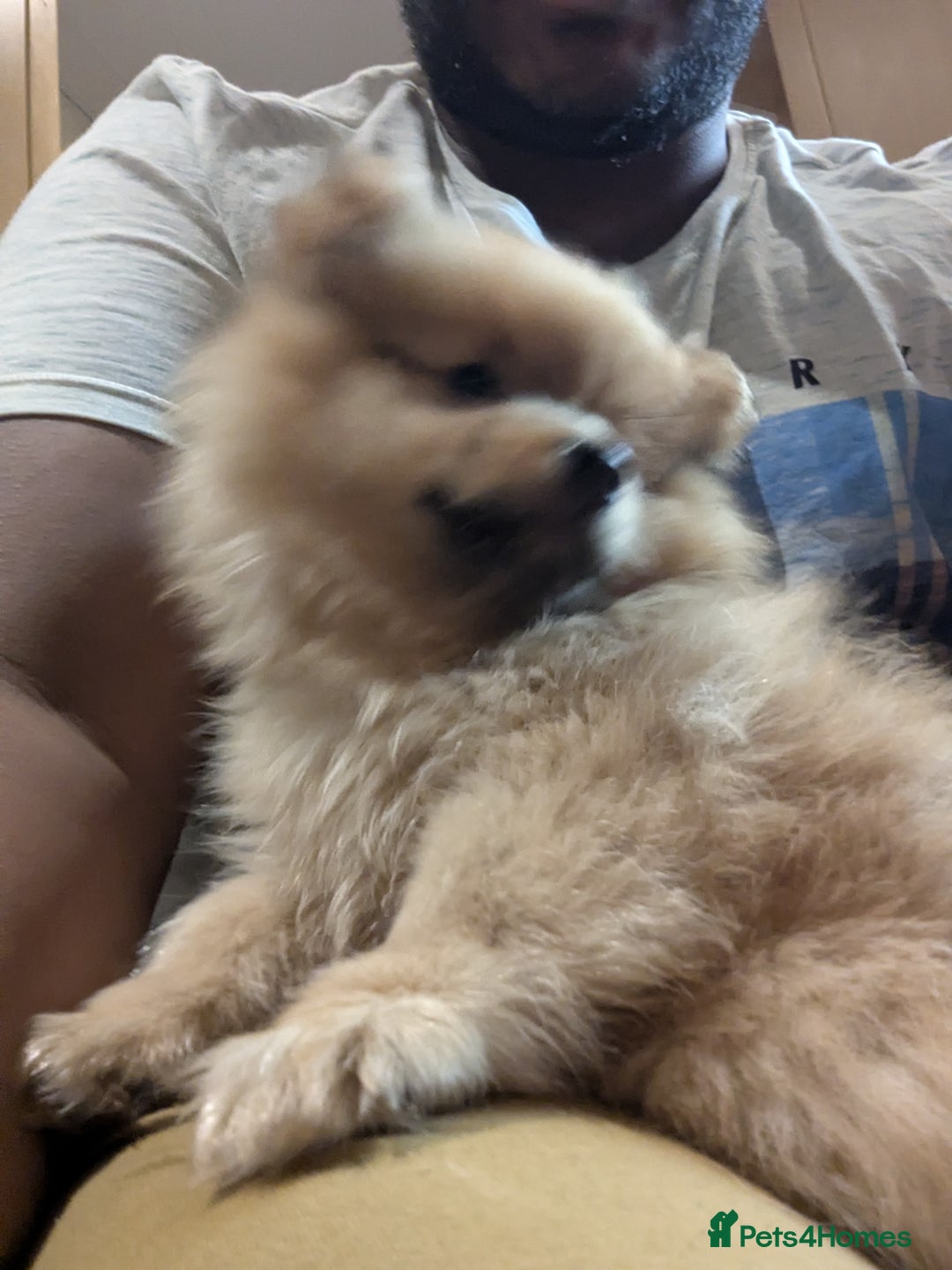Pomeranian dogs for sale: 2 LEFT!! Purebred Cute fluffy Pomeranian Puppies! - Image 20