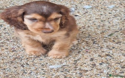 Cocker Spaniel dogs for sale: Gorgeous Chocolate & Sable Show Cocker Pups Ready - Image 16