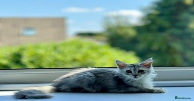 Maine Coon cats - Advert 8