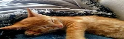 British Shorthair cats for sale: 1 male ginger and 1 female black kitten - Advert 4
