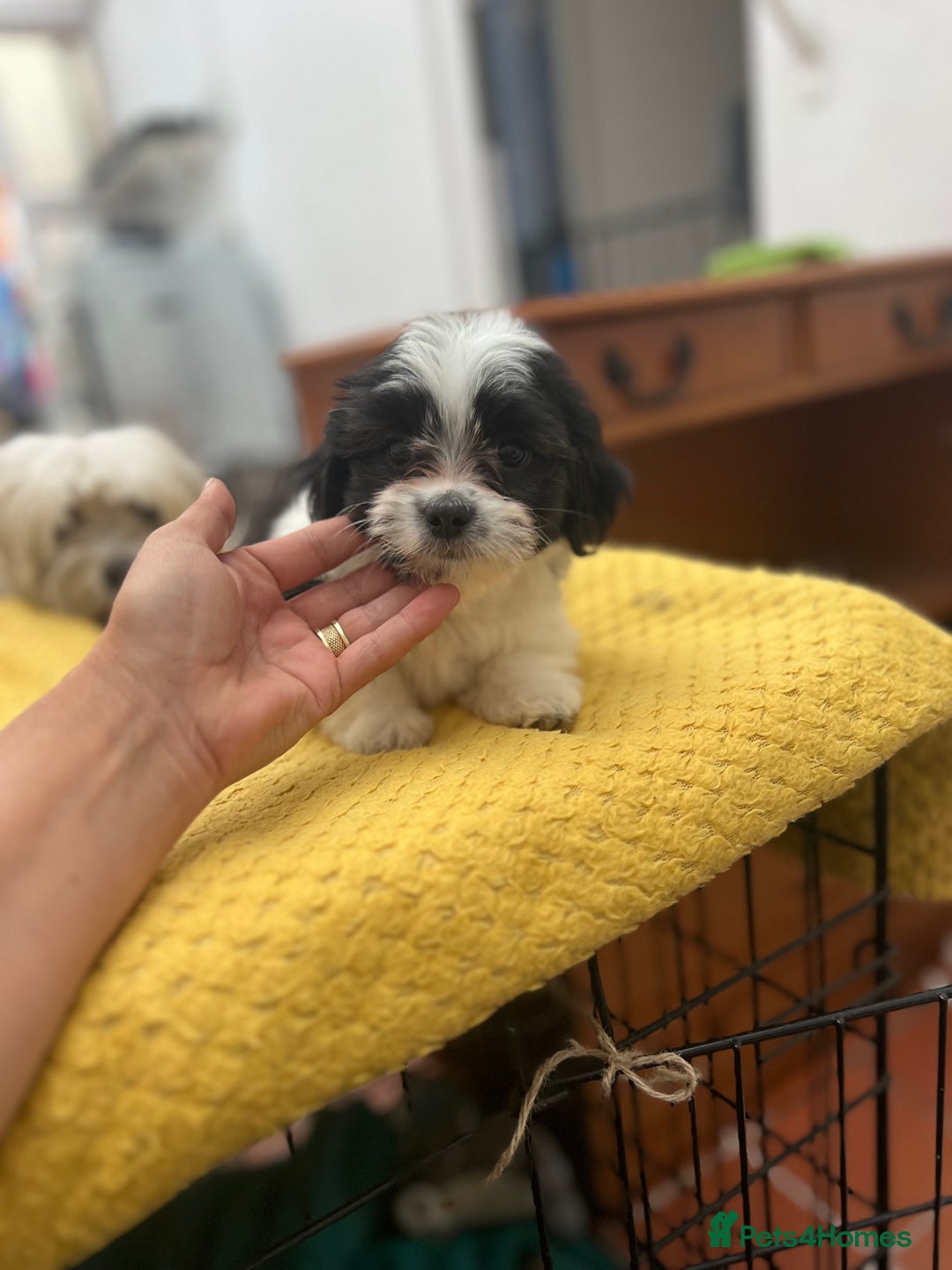 Maltese dogs for sale: Maltese - Image 9
