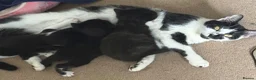 British Shorthair cats for sale: Black and white kittens  in Hitchin - Advert 7