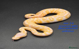 Python Snake reptiles for sale: Various ball python's  - Image 17