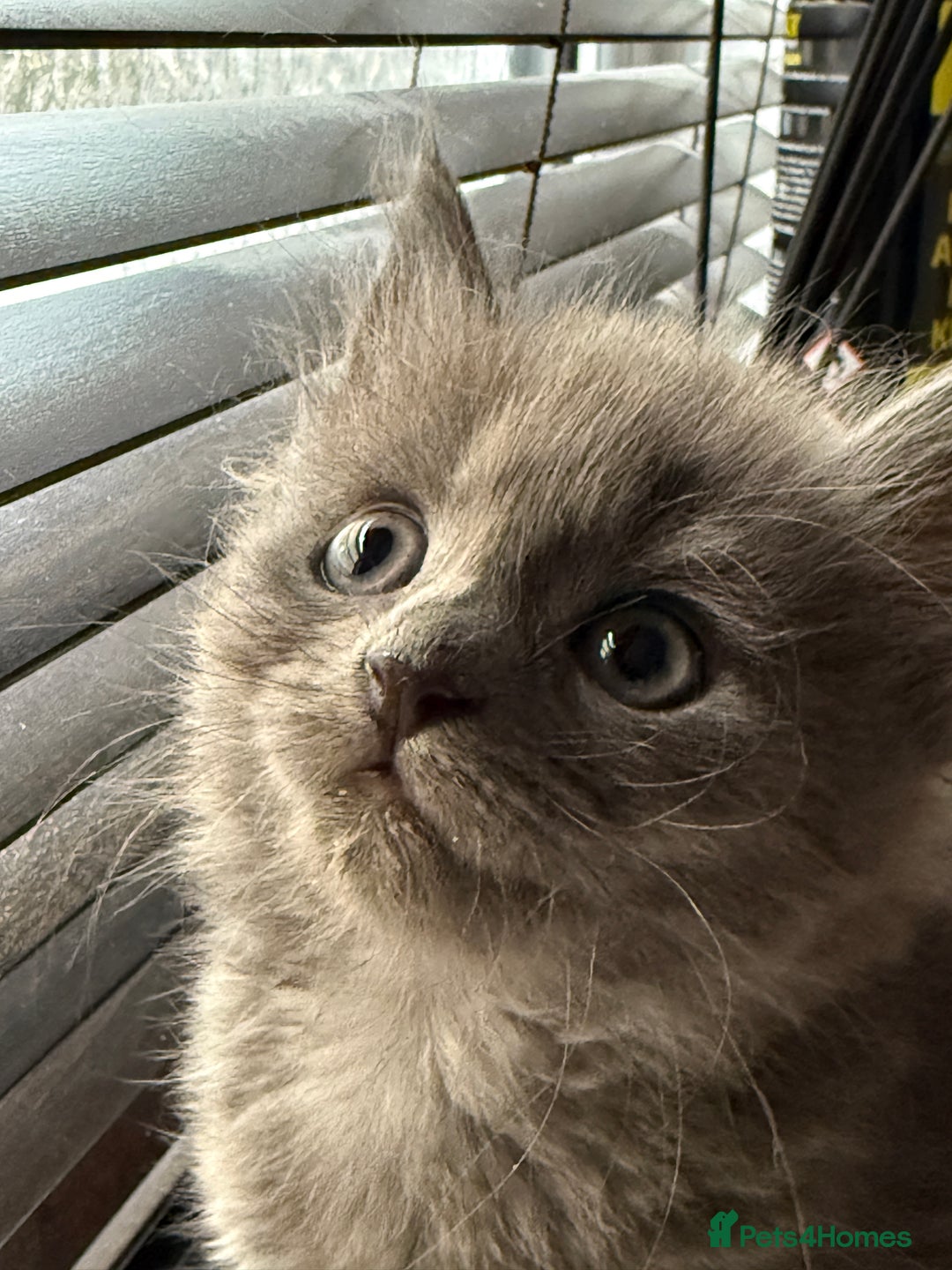 Persian cats for sale: Adorable fluffy Kittens ready for forever home - Image 5