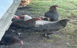 Chickens poultry for sale: CREAM LEGBAR AND BLACK CUCKOO MARAN COCKERELS  - Image 4