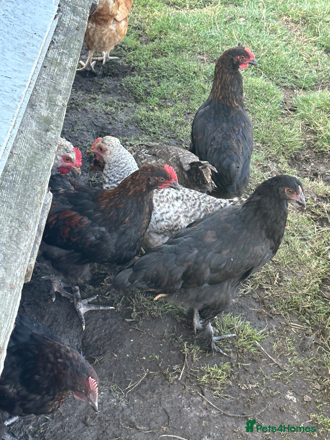 Chickens poultry for sale: CREAM LEGBAR AND BLACK CUCKOO MARAN COCKERELS  - Image 4