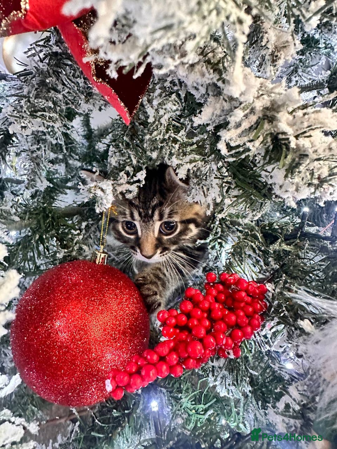 Mixed Breed cats for sale: Kittens for sale  - Advert 8