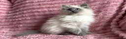Mixed Breed cats for sale: Beautiful ragdoll x Persian kittens - Advert 8
