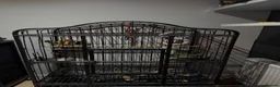 Parrots birds for sale: Hand-Tamed & Trained Alexandrine Parrot in Rotherham - Advert 10