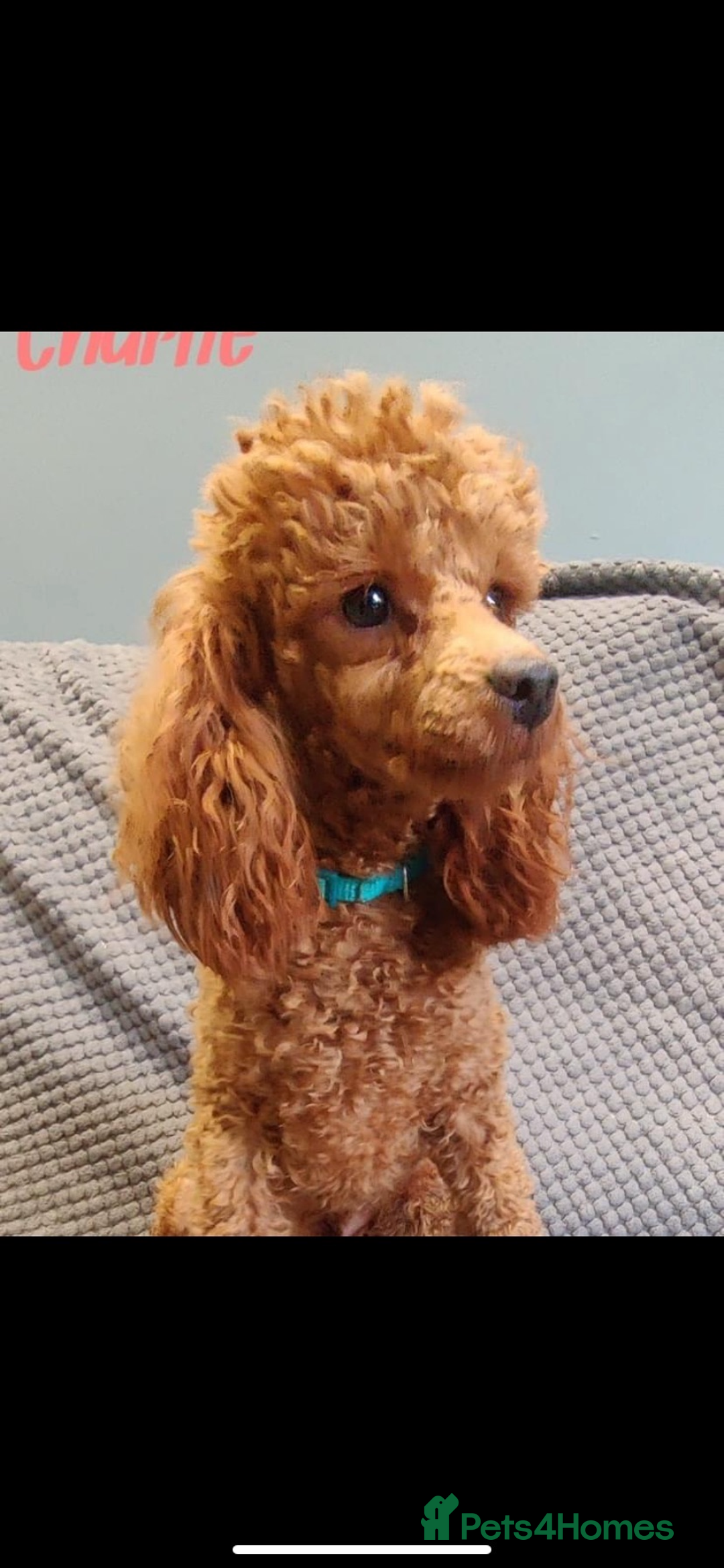 Cavapoo dogs for sale: Toy Cavapoo puppies - Advert 8