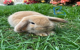 Mini Lop rabbits for sale: Mini Lop Male and Female Rabbits For Sale  - Image 22