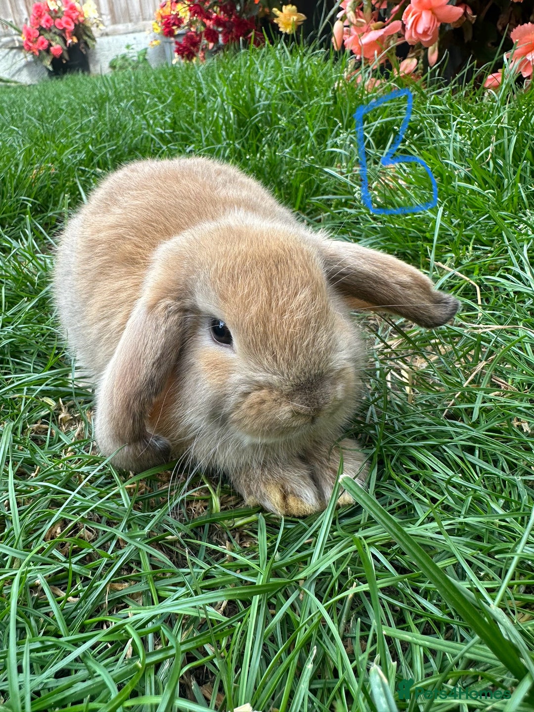 Mini Lop rabbits for sale: Mini Lop Male and Female Rabbits For Sale  - Image 22