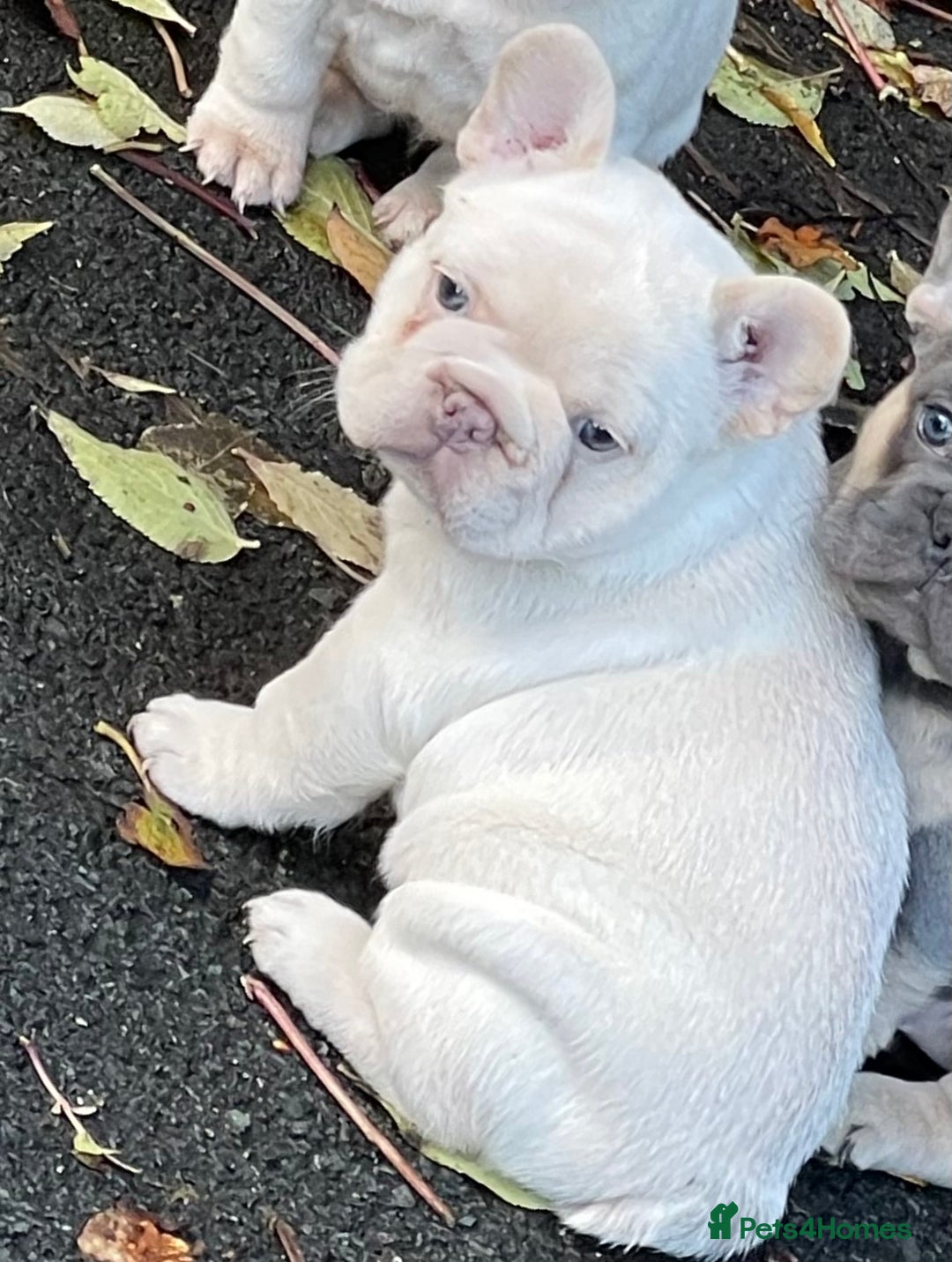 French Bulldog dogs for sale: KC REGISTERED QUALITY FRENCH BULLDOG PUPPIES  - Advert 3