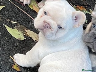 French Bulldog dogs KC REGISTERED QUALITY FRENCH BULLDOG PUPPIES - Advert 6