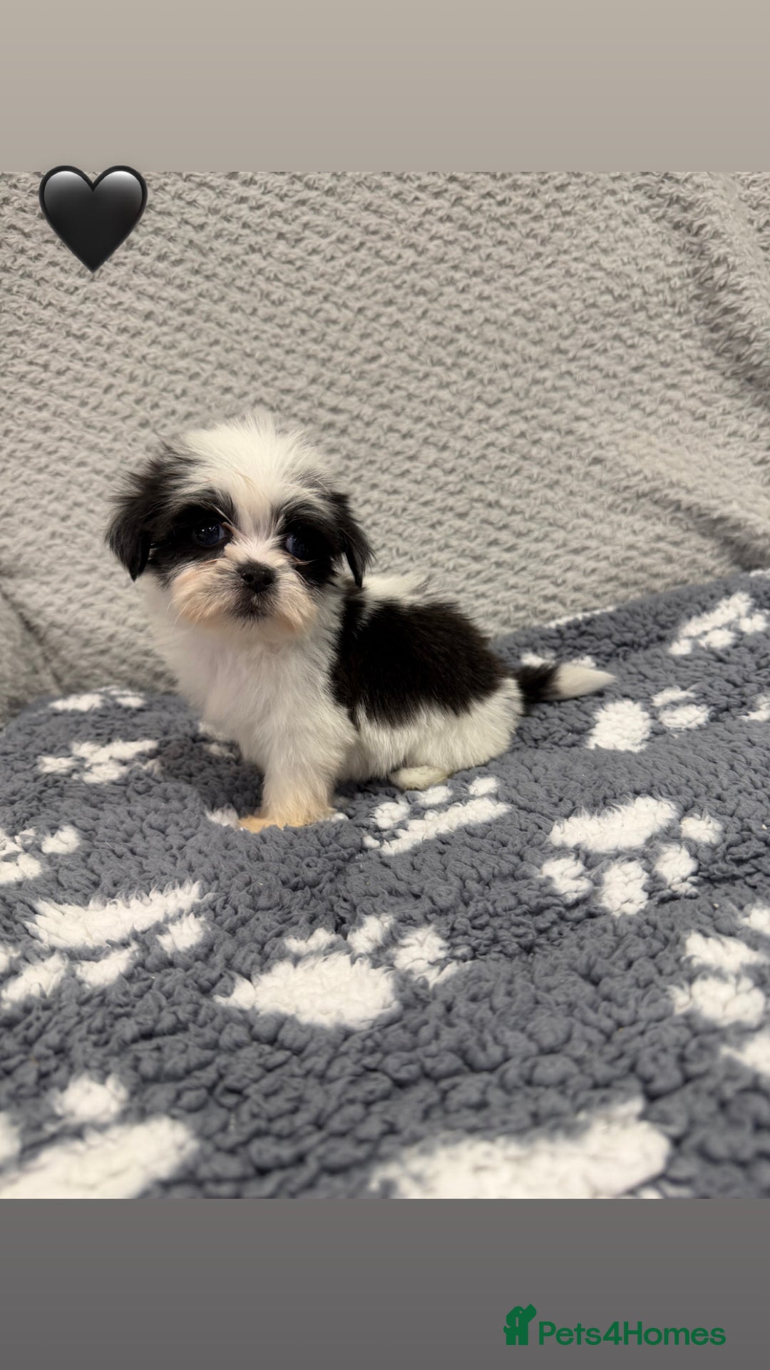 Lhasa Apso dogs for sale: Lhasa apso puppies 🐶 - Advert 16
